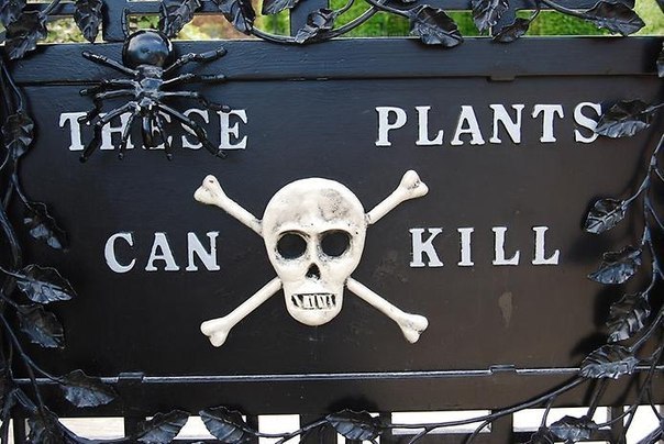 10 самых ядовитых растений нашей планеты, некоторые из которых могут убить вас, даже если вы просто пройдёте мимо