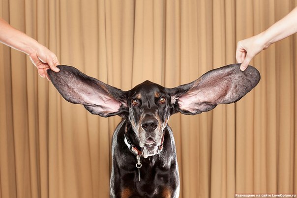 Самые большие собачьи уши 