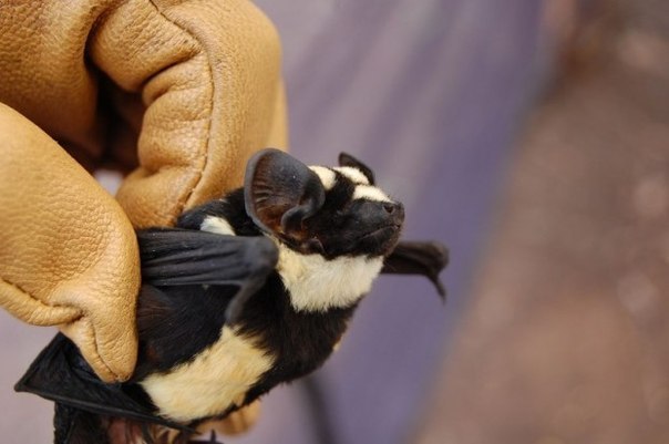 Впервые обнаружена летучая мышь-панда.