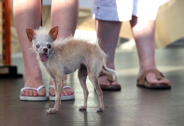 Необычная собака, появившееся на свет после скрещивания пород чихуахуа и китайская хохлатая, победила в конкурсе "Самая уродливая собака в мире 2011".