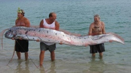 Это "король селедки" рыба (Оарфиш) - они могут вырасти до 17 метров в длину.