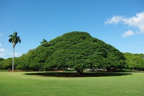 Высота дерева 25 метров , а размах ветвей почти 40 метров.