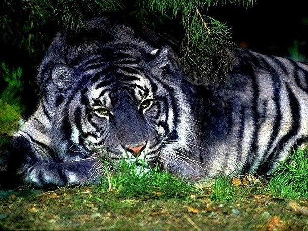 Мальтийский тигр – это самый редкий вид тигров в мире. Он также известен под названием голубой тигр. Место обитания – провинция Фучжиан, Китай. По свидетельствам очевидцев, у этой кошки голубоватая шерсть с темно-серыми полосами.