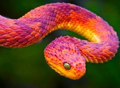 Пожалуй, самая красивая змея в мире... Но смертельно опасная.