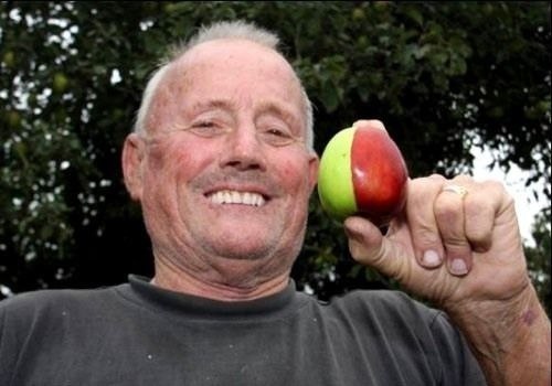 72-летний британец Кен Морриш вырастил двухцветное яблоко. Половина плода красная, половина — зеленая. Кен сам очень удивлен. Утверждает, что для этого ничего не делал. Вероятность появления такого яблока одна на миллион.
