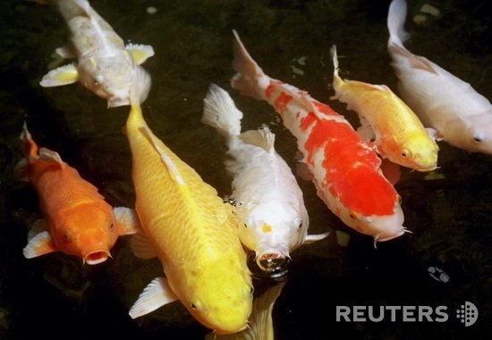 Эти золотые рыбки, живущие на острове Чейю в Южной Корее, могут стоить более $1500 за штуку. Коммерческая успешность молчаливых питомцев зависит от цвета чешуи.