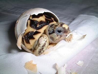 Новорожденная черепашка