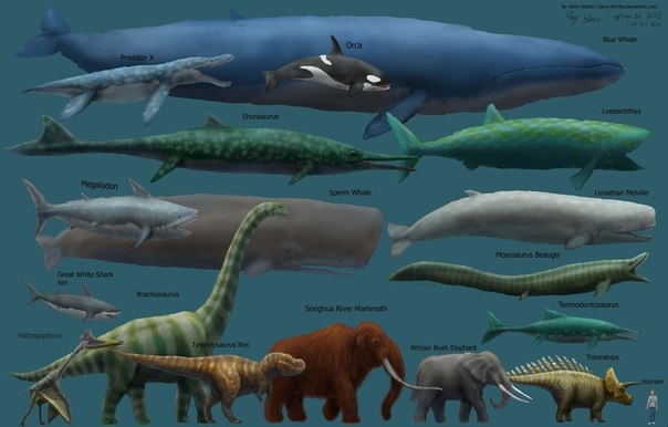 Синий кит не только самое большое животное из ныне живущих, но и самое большое животное, когда-либо существовавшее на Земле.