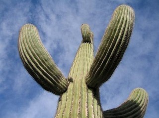 Самый большой кактус в мире – цереус гигантский (Cereus giganteus). Его высота, зафиксированная в Книге рекордов Гиннеса – 25 м. Второе название кактуса – калифорнийский исполин. Он растет на юго-востоке Калифорнии, в Аризоне и в Мексике. Цветок цереуса гигантского является символом штата Аризона. Сам кактус напоминает огромный канделябр, но такую форму он приобретает не сразу. Боковые ветви появляются примерно к 70-летию кактуса.