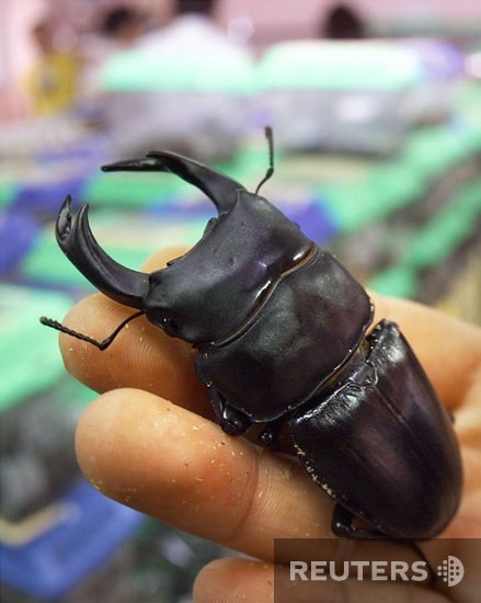 Этот жук-носорог официально объявлен самым дорогим насекомым в мире: его стоимость – более 10 миллионов йэн. Неудивительно, что о его благополучии заботятся японские специалисты.