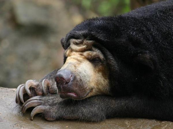 Этот медведь знаменит своей необычной внешностью и своим миниатюрным размером: его рост составляет всего 1,5 метра. Малайский медведь – это самый маленький косолапый на свете.