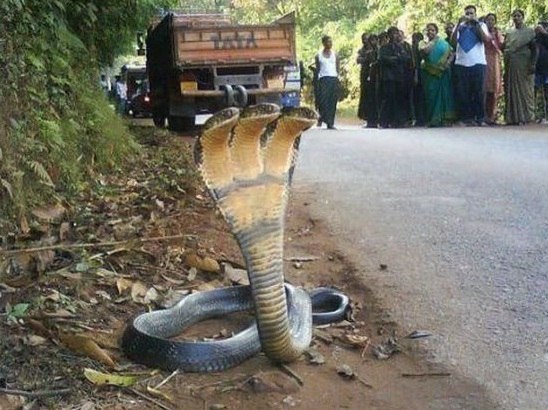 В Индии найдена трёхголовая змея.