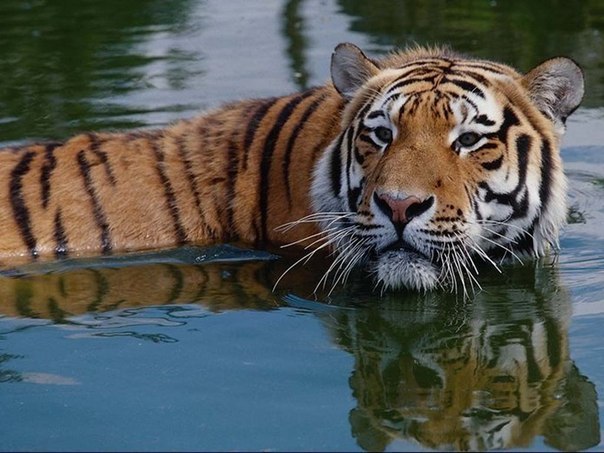 Тигр - это единственный представитель семейства кошачьих, который не боится воды.