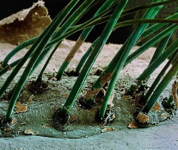 Ресницы человека под микроскопом.