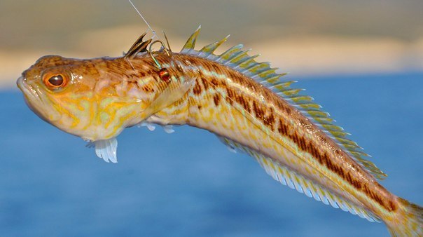 Самая опасная рыба Чёрного моря - морской дракончик. Колючки его спинного плавника и жаберных крышек содержат сильный яд.