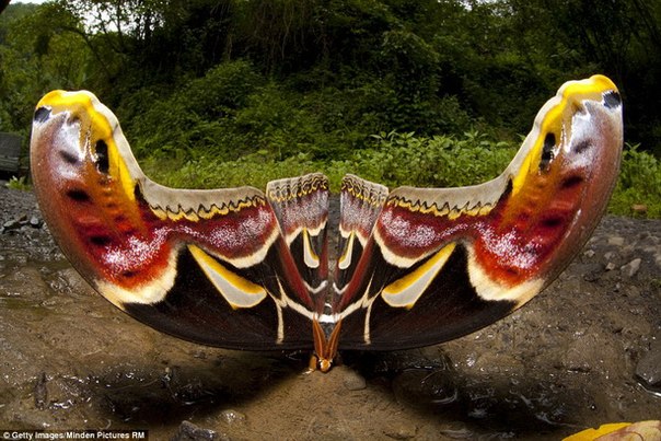Самая большая в мире бабочка живет в Гималаях 