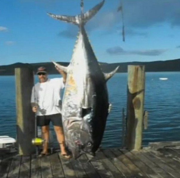 Самый большой тунец в мире пойман в Новой Зеландии 