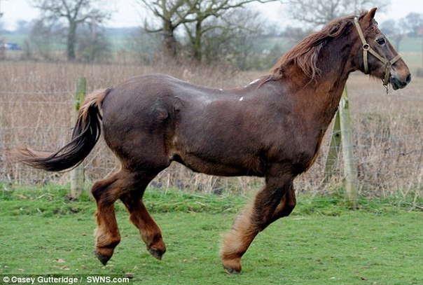 Самые старые лошадь и собака в мире живут в Великобритании 