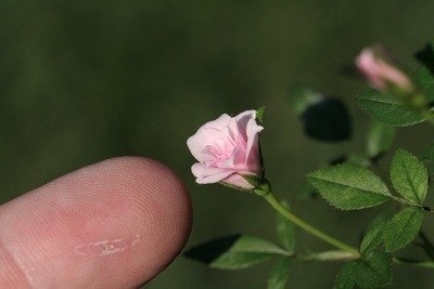 Бутон самой маленькой розы в мире размером с зерно риса.