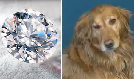 Собака проглотила бриллиант стоимостью в $20 000