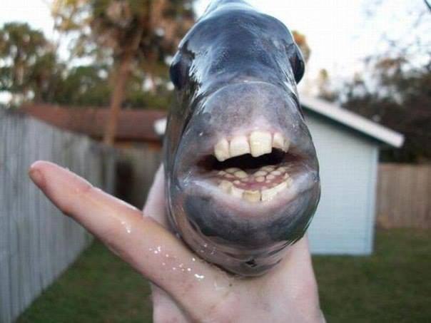 Рыбы паку являются родственниками пираний и отличаются человеческими зубами.