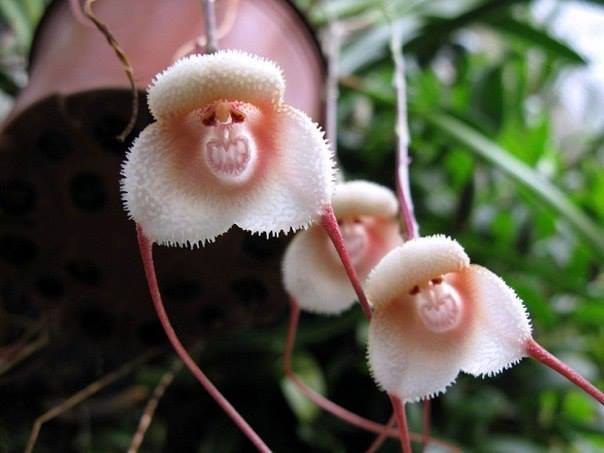 Самая необычная орхидея с обезьяньей мордочкой.