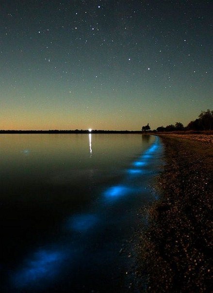 Удивительное природное явления на одном из Гипслендских озер Австралии. Это озеро в результате жизнедеятельности микроорганизмов стало светиться голубым светом, как большая неоновая лампа.