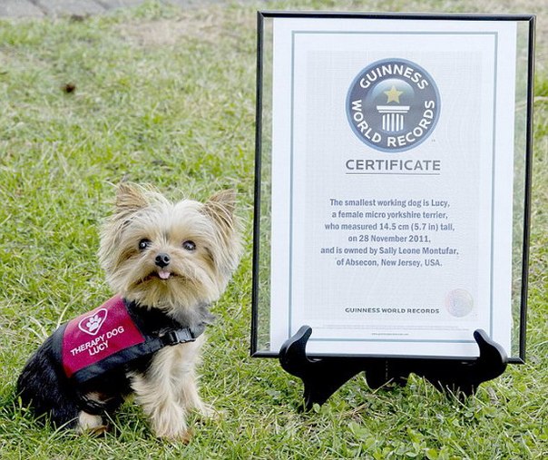 15-сантиметровый йоркширский терьер назван самой маленькой служебной собакой 