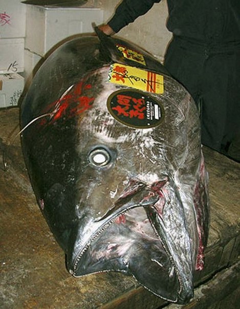 Этот обычный тунец был продан за 104 700 долларов на рыбном аукционе 5 января в Токио.