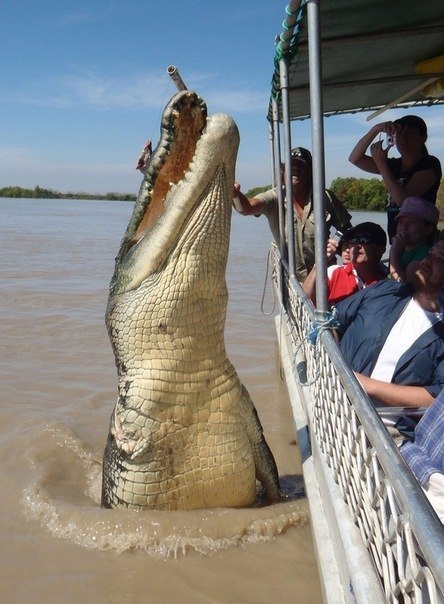 На снимке - крокодил Брут длиной 5,5 метров, достопримечательность Северной территории Австралии. Его на реке Аделаида с помощью палки кормит мясом буйвола гид ради забавы туристов. У Брута отсутствует передняя правая лапа. По словам гида, Брут потерял ее в сражении с акулой.