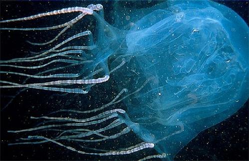 Самым ядовитым животным в мире по праву считается морская оса (кубомедуза). За последнее столетие от ожога кубической медузы погибло до 100 человек. Яд морской осы является одним из самым сильных и смертоносных ядов в мире, его токсины атакуют сердечную мышцу, нервную систему и клетки кожи.