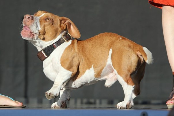 Выбрана самая уродливая собака в мире 2013
