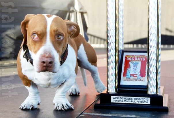 Выбрана самая уродливая собака в мире 2013