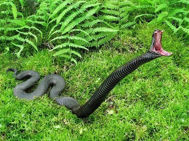 Африканская змея черная мамба - самая быстрая в мире. Скорость ее передвижения по суше может достигать 20 км/ч. Черная мамба одна из самых ядовитых змей в мире. Ее яд может убить человека за 4 часа. Длина змеи в среднем составляет 3 м.