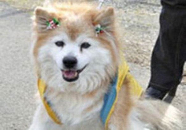 Самая старая в мире собака Пускэ умерла в Японии 