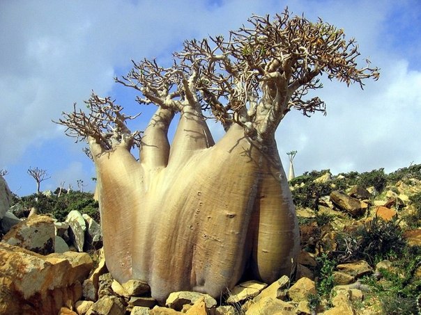 Удивительные и необычные деревья на острове Сокотра, Йемен.