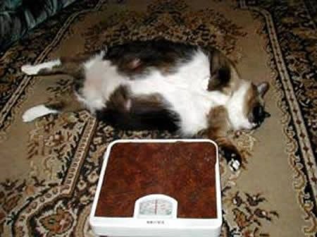 Самая толстая кошка 