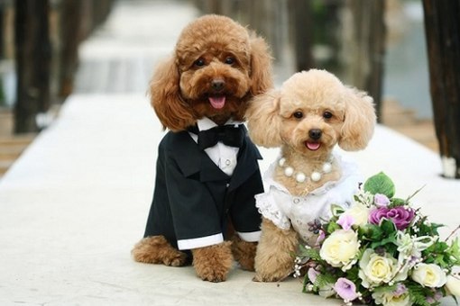 Жительница Британии устраивает эксклюзивные свадьбы домашним животным