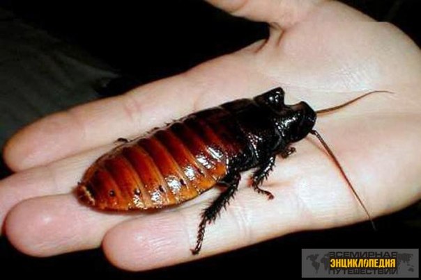 Самый большой таракан в мире