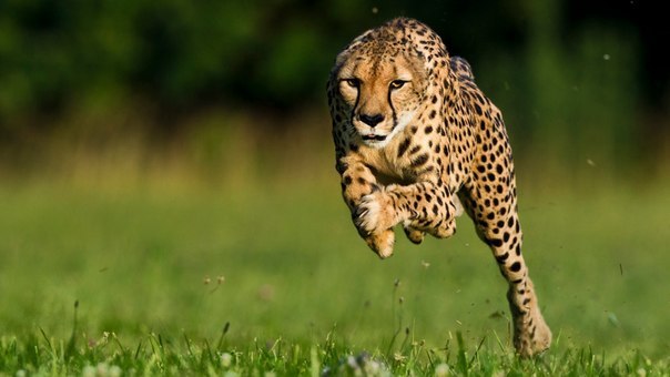 Самое быстрое наземное животное — гепард. Сверхэластичный позвоночник и длинные лапы позволяют ему разгоняться за 2 секунды до 75 км/ч, а за 3 — до 110 км/ч, что превосходит показатели разгона большинства спортивных автомобилей.