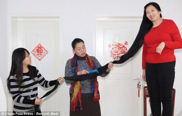 55-летняя китаянка Ни Линмей вырастила за 14 лет волосы, длиной около 2,5 метра, и теперь претендует на звание обладательницы самых длинных в мире волос.