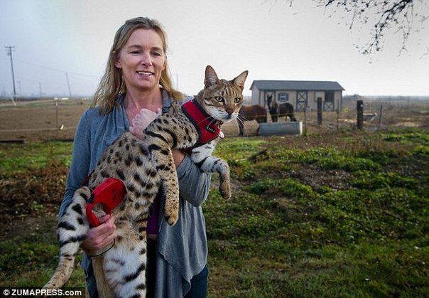 Книга рекордом Гиннеса официально признала кошку по кличке Трабл (Trouble, праздник) самой большой кошкой в мире, так как длина ее тела - рекордные 48 сантиметров.