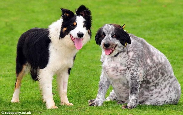 Самая толстая собака в мире, по данным Книги рекордов Гиннеса, - семилетняя колли Кэсси из британского города Кенилворт, Уорикшир, которая весит около 58 килограмм.
