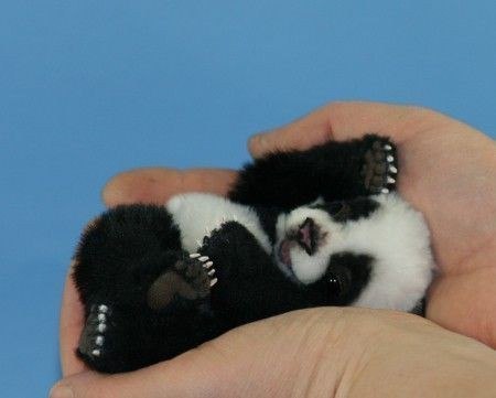 Детеныш панды.
