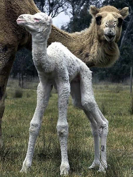 Этот верблюд альбинос невероятно редок. В одно время считалось, что в мире существуют только четыре подобных особи. Верблюжонок Юла родился на ферме «Jindera» в австралийском штате Новый Южный Уэльс (New South Wales) у мамы с нормальной пигментацией. Новорожденные верблюжата часто бывают белыми, но с возрастом их окрас становится коричневым.