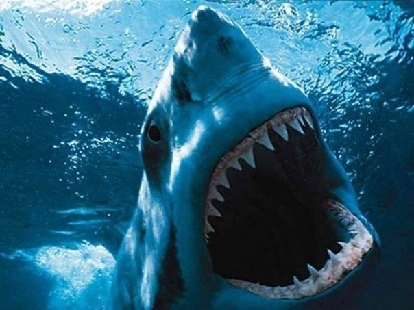 Акула может почувствовать каплю крови в 100 литрах воды.