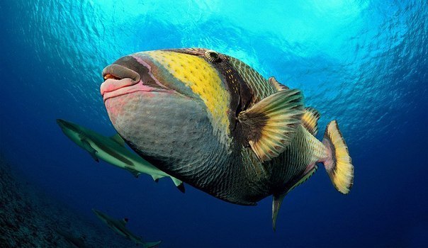 Морская рыба под названием "голубопёрый балистод" ворочает камни, помогая другим, маленьким и более слабым рыбкам искать себе пропитание.