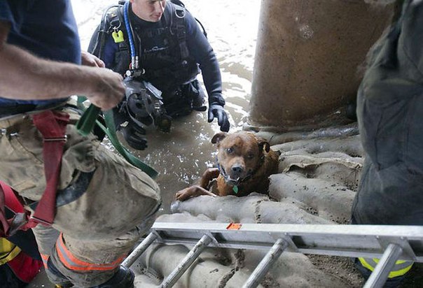 Удивительное спасение собаки в Канзасе