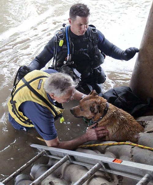 Удивительное спасение собаки в Канзасе