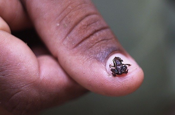 Совсем недавно были открыты два новых вида лягушек, которые, похоже, являются самыми маленькими лягушками на планете и самыми крошечными в мире наземными позвоночными.